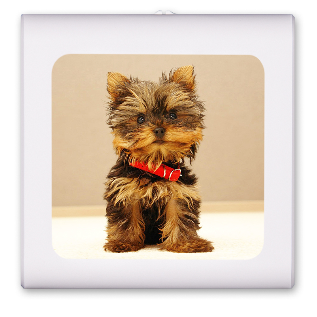 Yorkie Puppy - #7623