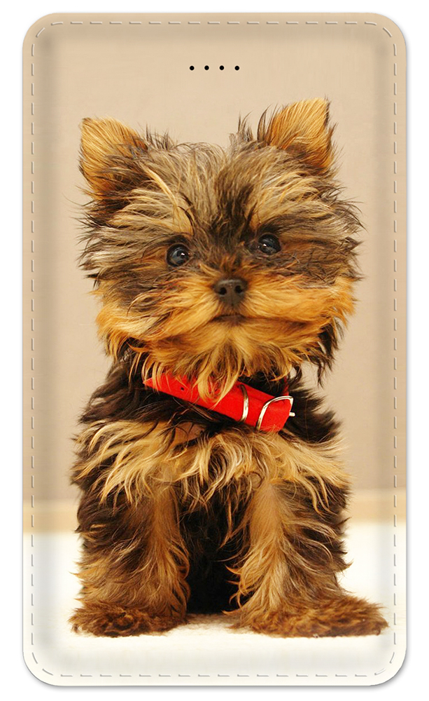 Yorkie Puppy - #7623