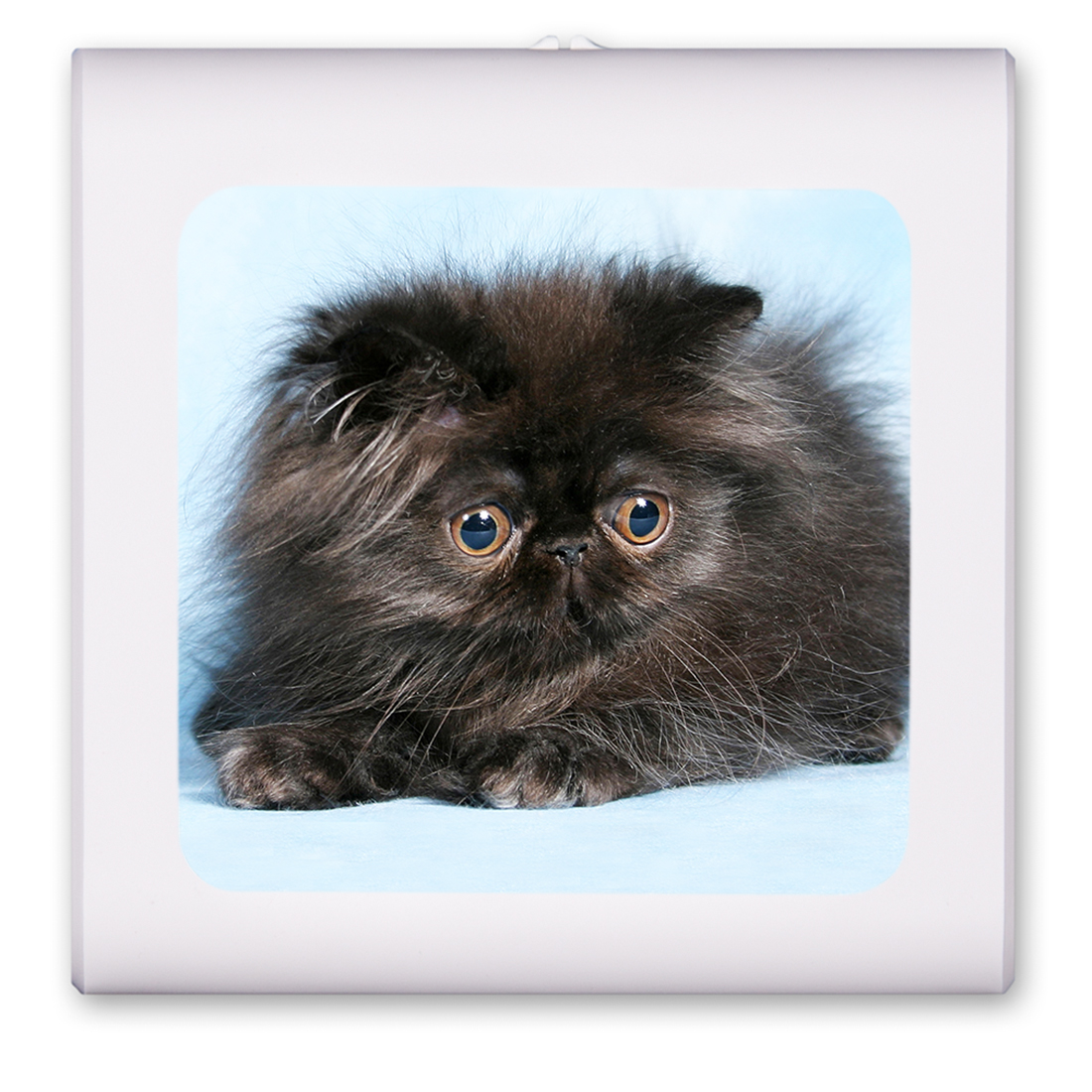 Fuzzball Kitten - #7624