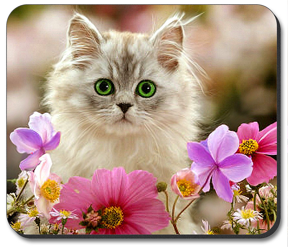 Kitten in the Flowers - #7625