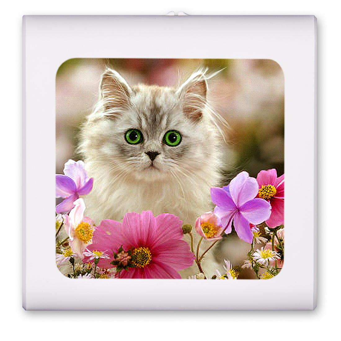 Kitten in the Flowers - #7625