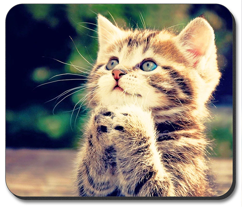 Praying Kitten - #7626