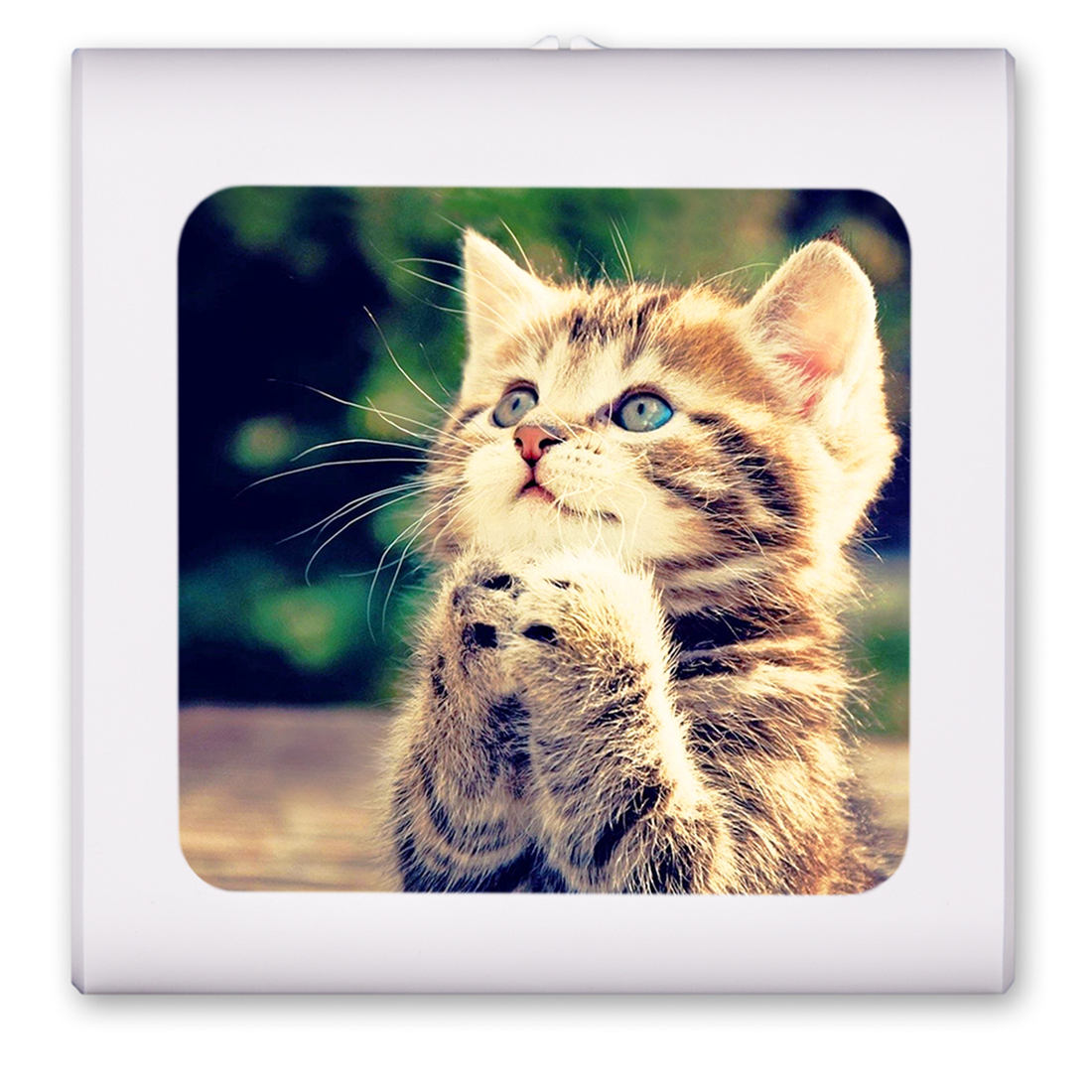 Praying Kitten - #7626