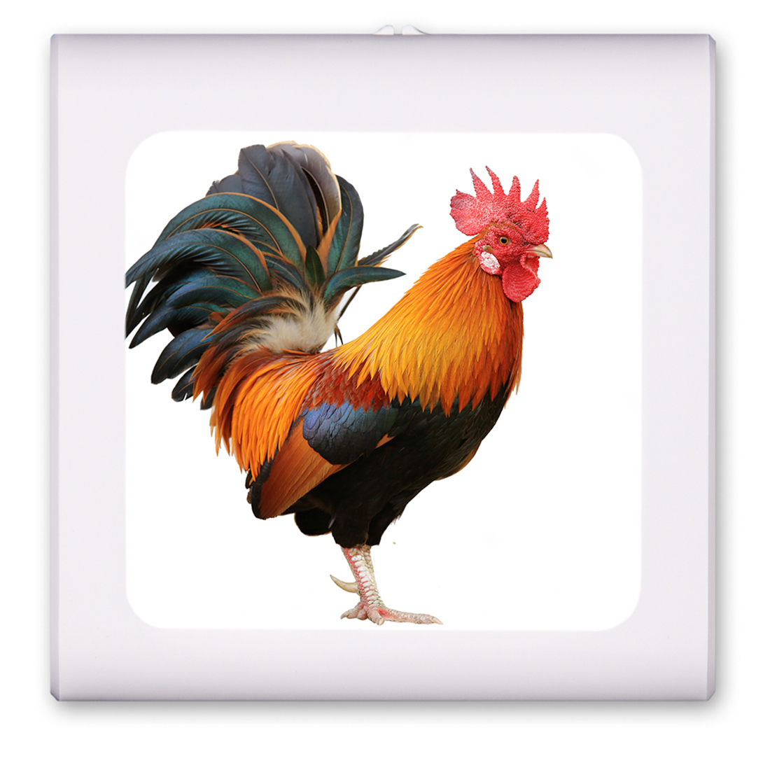 Rooster - #8503