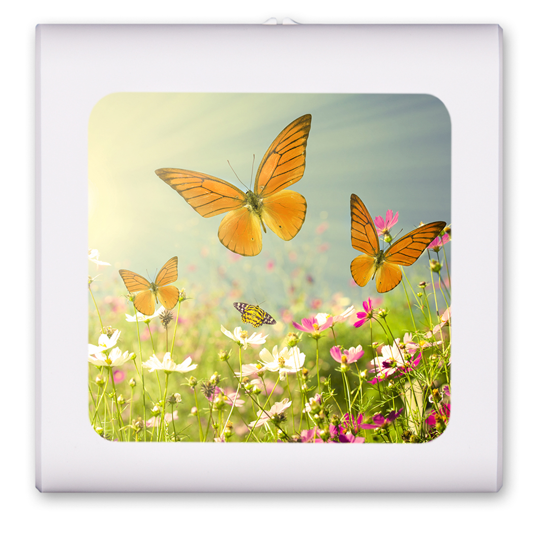 Butterflies - #8517