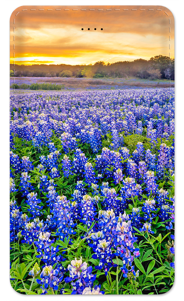 Blue Bonnets - #8537