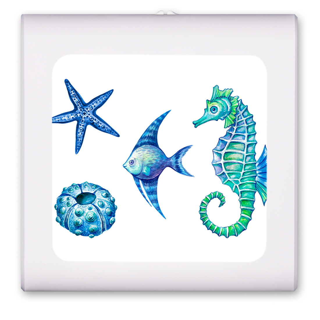 Colorful Seahorse and Shells - #8593