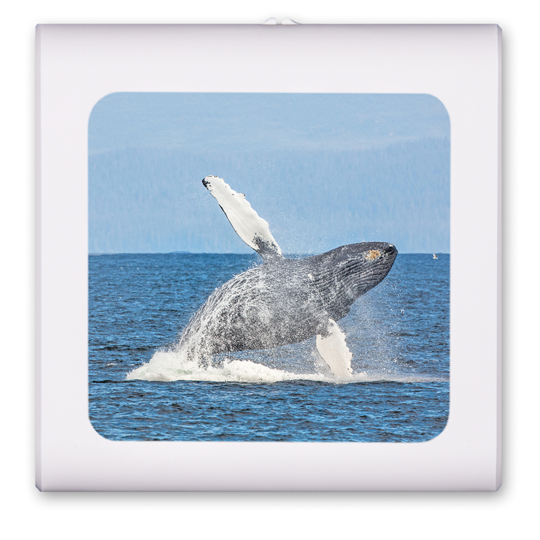 Humpback Whale - #8600
