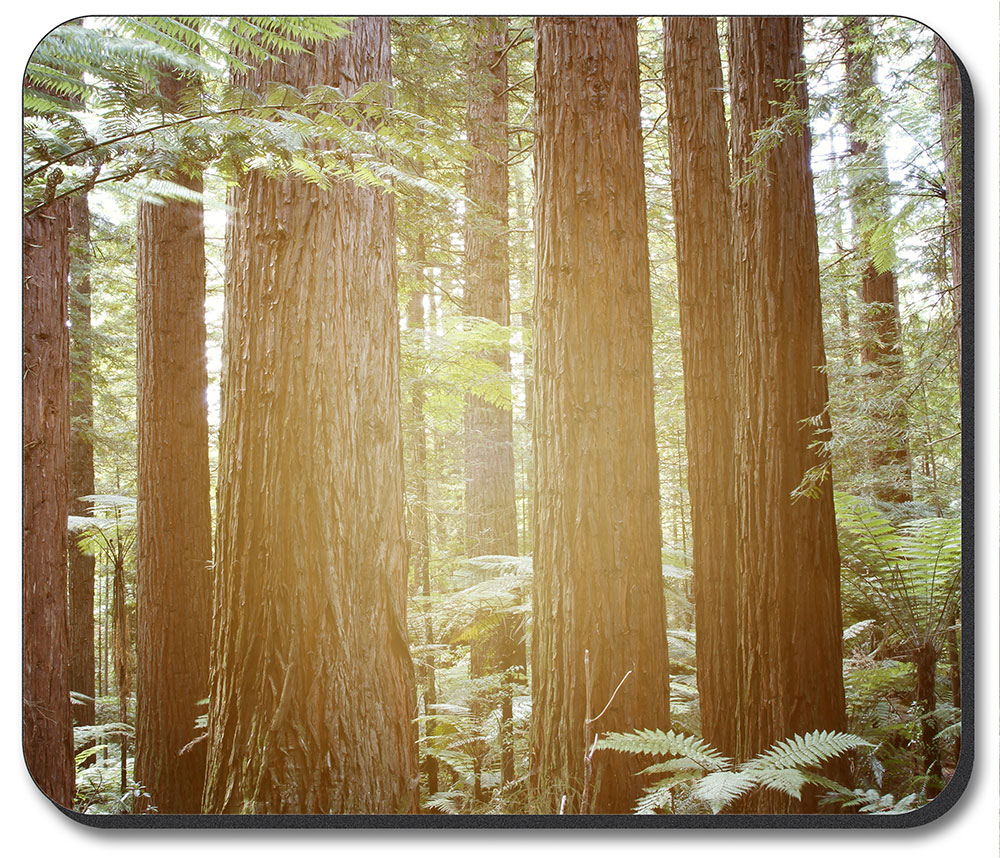 The Redwoods - #8638