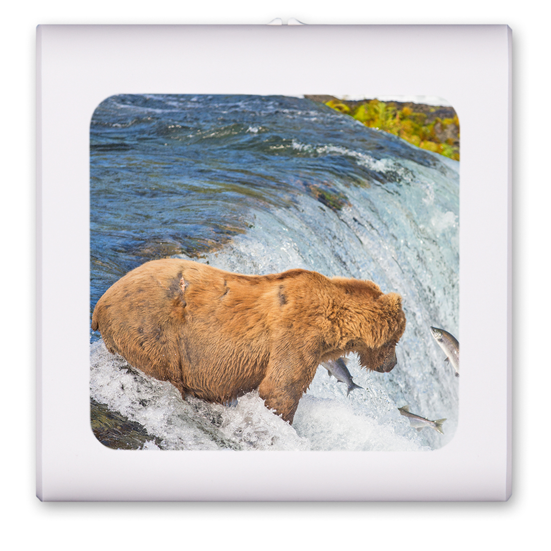 Bear Fishing - #8713