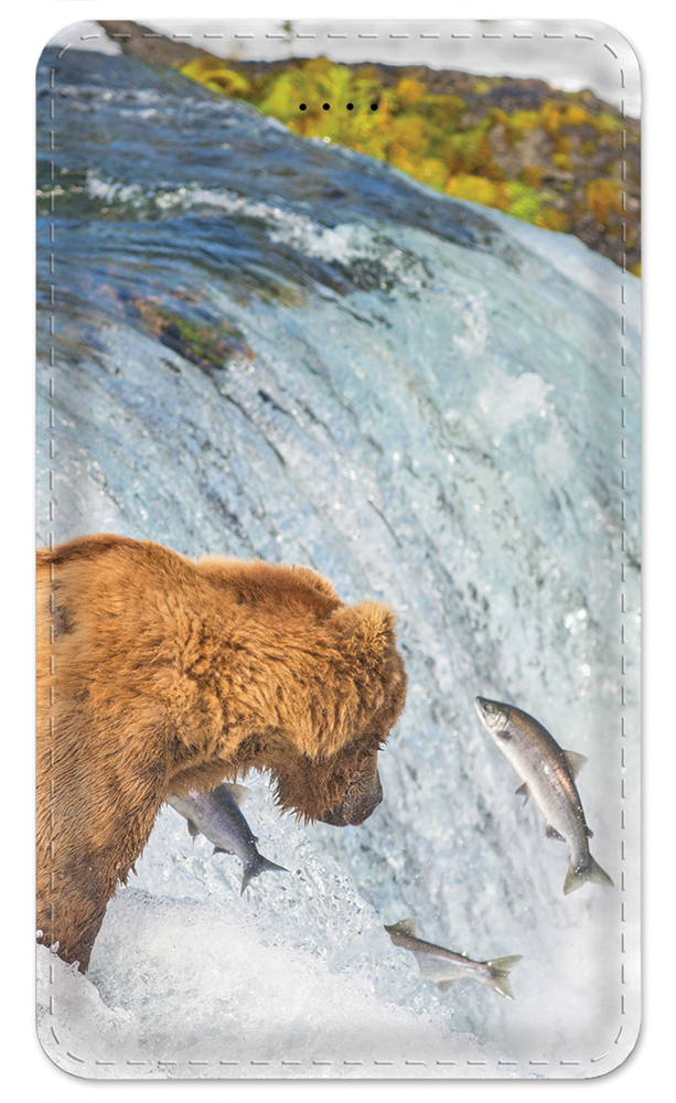 Bear Fishing - #8713