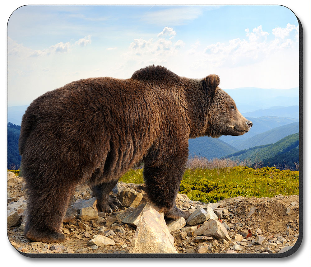 Brown Bear - #8715