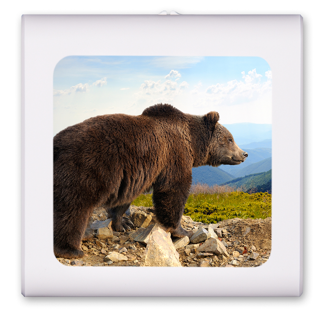 Brown Bear - #8715