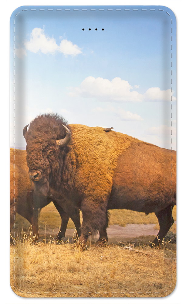 Buffalo - #8716