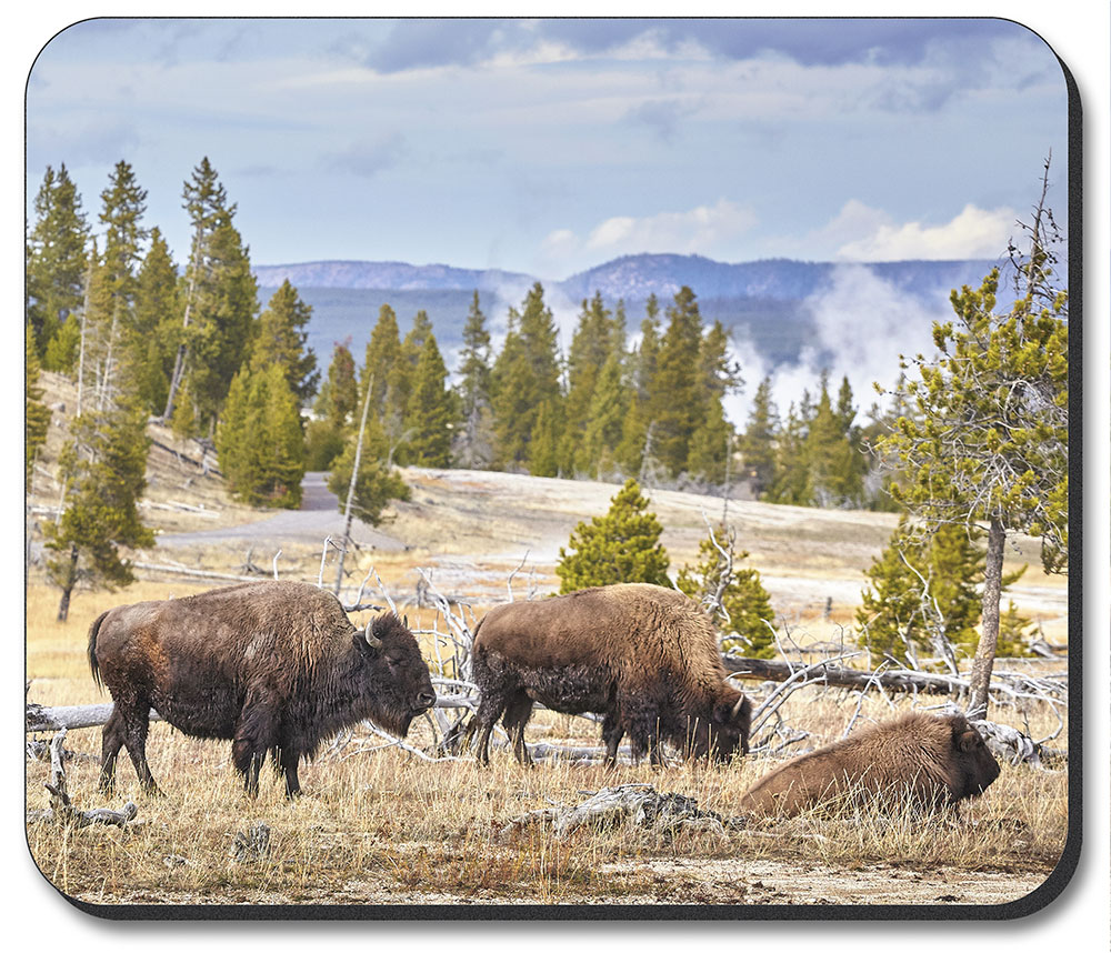 Buffalo Lounging - #8717