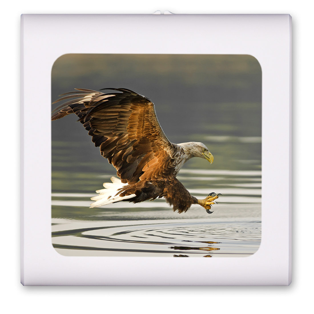 Fishing Eagle - #955