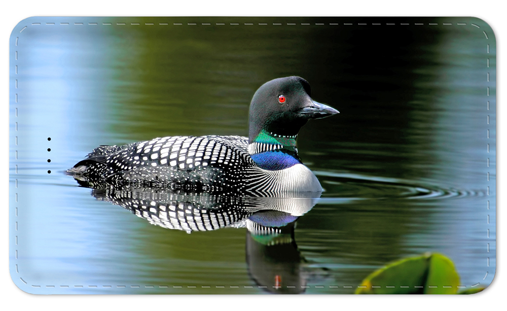 Loon - #975