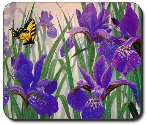 Butterfly in Irises - #137