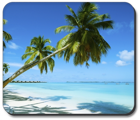 Two Palm Trees on Beach - #2823