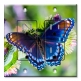 Printed 2 Gang Decora Duplex Receptacle Outlet with matching Wall Plate - Purple Butterfly