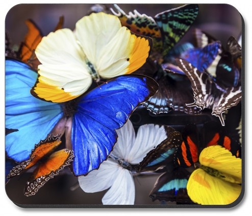 Colorful Butterflies - #2855