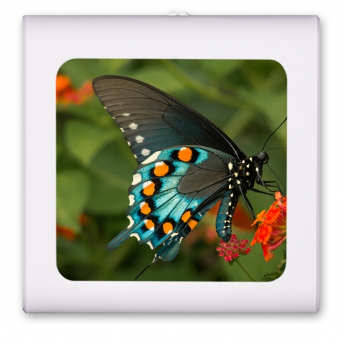 Blue Black and Orange Butterfly - #2857