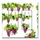 Printed 2 Gang Decora Duplex Receptacle Outlet with matching Wall Plate - Purple Grapes on Vines
