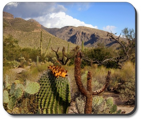 Desert Cactus - #3041