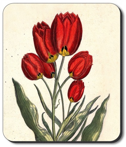 Tulips - #342