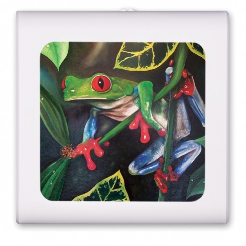 Red Eyed Tree Frog - #463