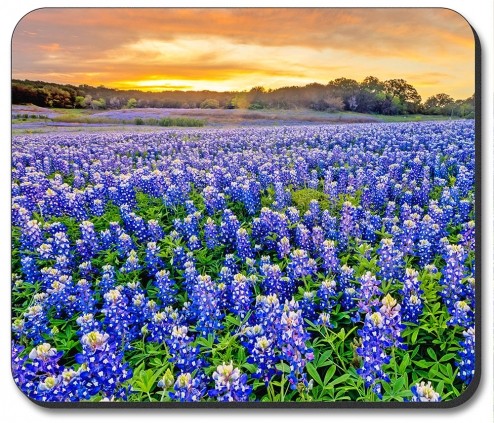 Blue Bonnets - #8537