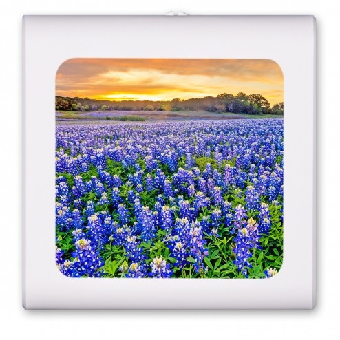 Blue Bonnets - #8537