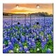 Printed 2 Gang Decora Duplex Receptacle Outlet with matching Wall Plate - Blue Bonnets