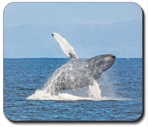 Humpback Whale - #8600