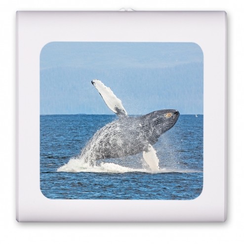 Humpback Whale - #8600