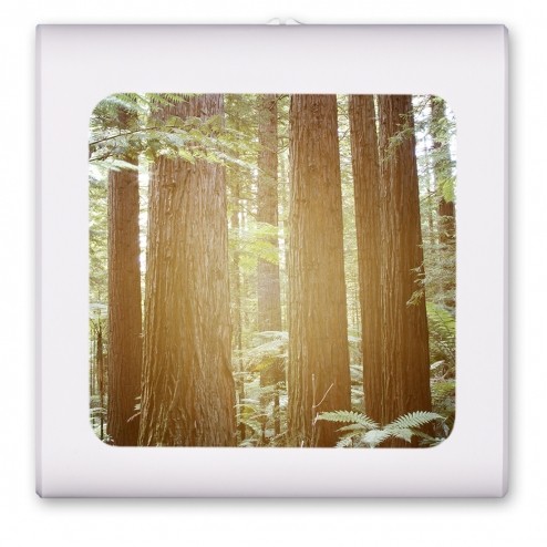 The Redwoods - #8638