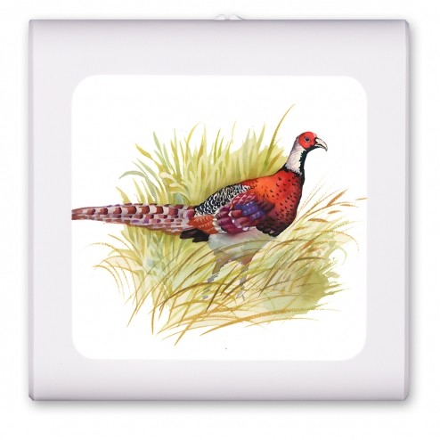 Pheasant - #8721