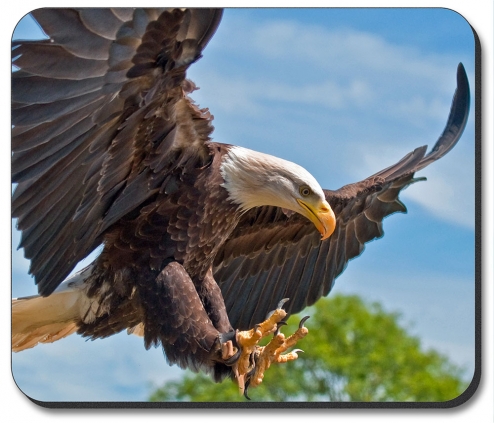 Attacking Eagle - #954