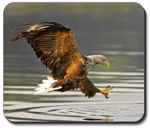 Fishing Eagle - #955