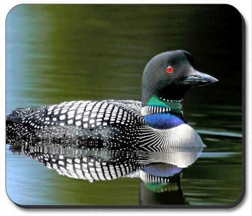 Loon - #975